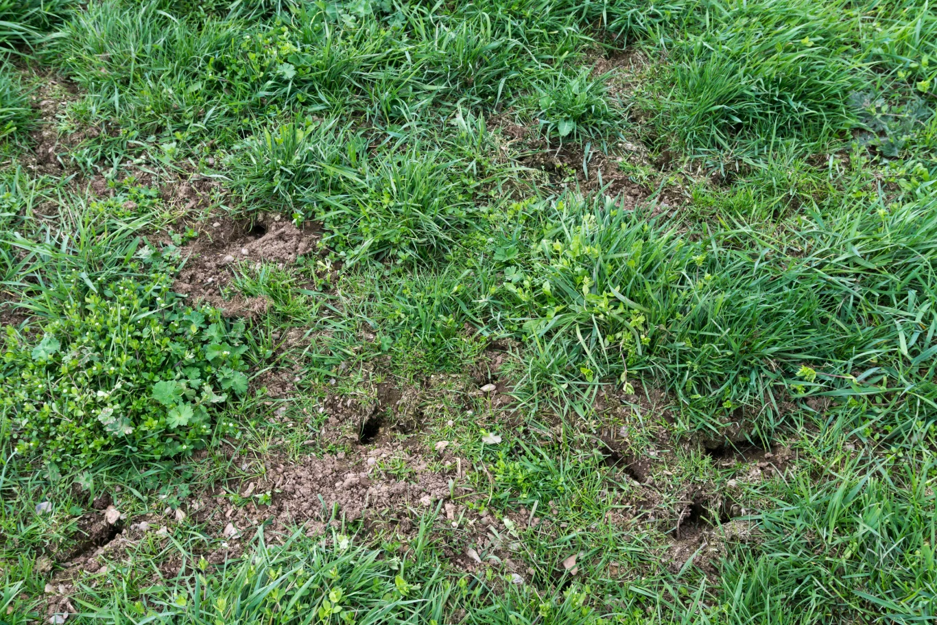 Dziury w ogrodzie? To może być sprawka nornic