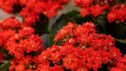Kalanchoe zachwyca szczególnie zimą