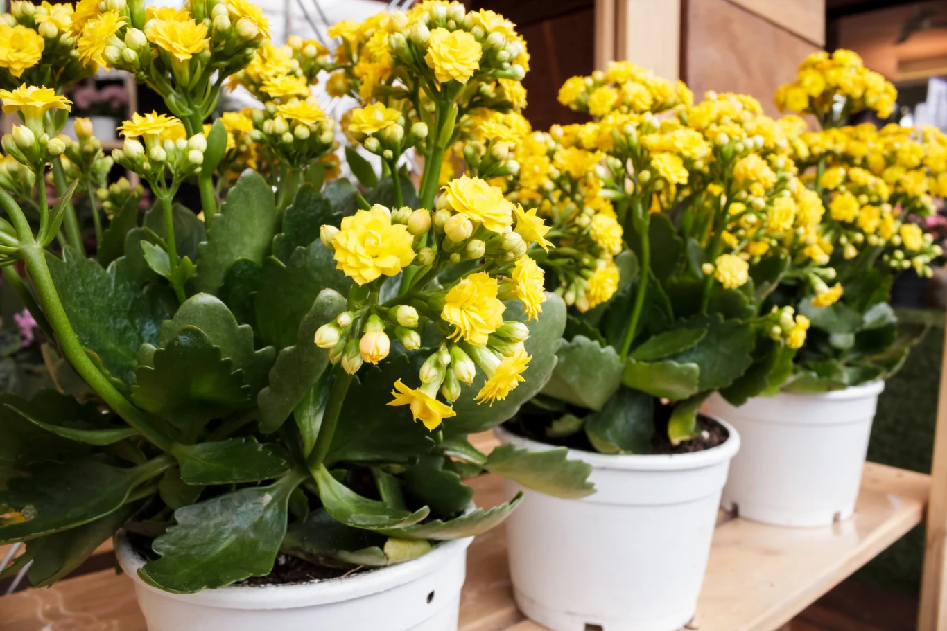 Kalanchoe cieszy się dużym zainteresowaniem, z uwagi na estetyczny wygląd. 