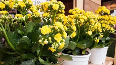 Kalanchoe zakwitnie, ale potrzebuje okresu spoczynku.
