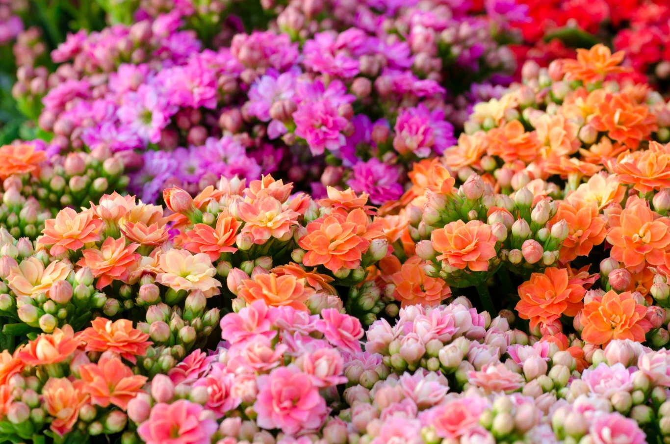 Kalanchoe blossfelidana to roślina krótkiego dnia Kalanchoe blossfelidana to roślina krótkiego dnia