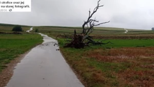 Zawalił się dąb w Sułoszowej. Drzewo Wisielców zadziwiało turystów