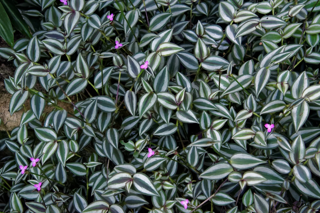 Trzykrotka jest jedną z popularniejszych roślin doniczkowych