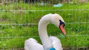 Łabędź Ikar miał służyć jako ozdoba. Po interwencji zwierzę trafiło do ośrodka, gdzie ma przechodzić rekonwalescencję 