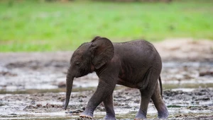 Naukowcy szukają mamy zagubionego słoniątka. To szansa dla całego gatunku