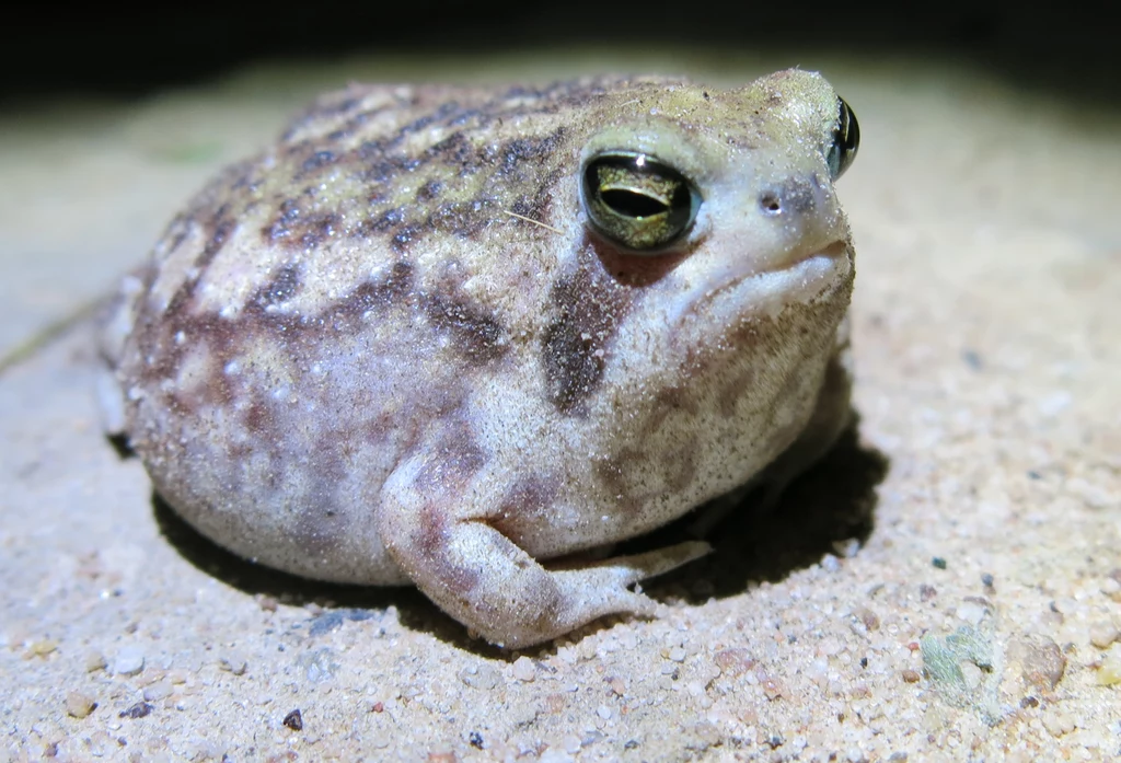 Breviceps macrops zaskakuje swoim nietypowym krzykiem