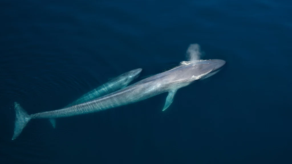 Płetwal błękitny żyje zwykle pojedynczo i dożywa nawet 80 lat