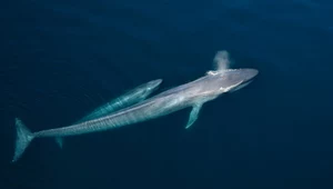 Płetwal błękitny powraca na hiszpańskie wybrzeże Atlantyku. Po 40 latach nieobecności!