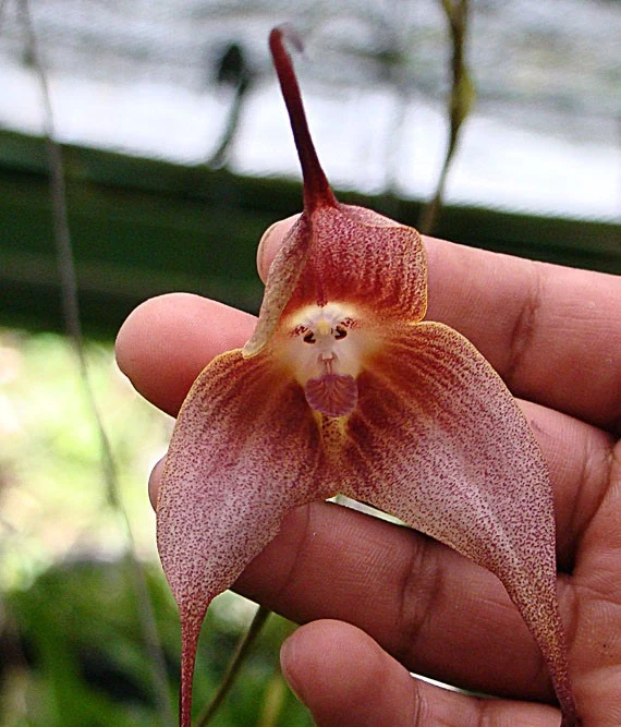 Ten storczyk jest popularną rośliną doniczkową nawet w Polsce Ten storczyk jest popularną rośliną doniczkową nawet w Polsce