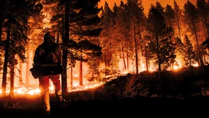Letnie pożary lasów na świecie wyemitowały tyle CO2, co Indie przez rok 