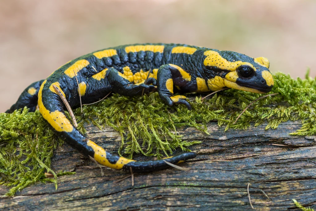 Czarna i lekko wilgotna skóra salamandry pokryta jest żółtymi plamami lub pasami