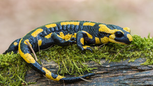 Salamandra plamista.