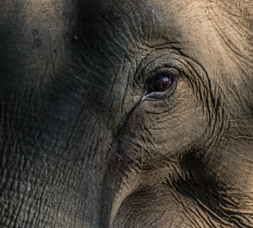 Słonie indyjskie to najbliżsi żyjący krewni mamutów, dzielący z nimi 99 proc. kodu genetycznego.