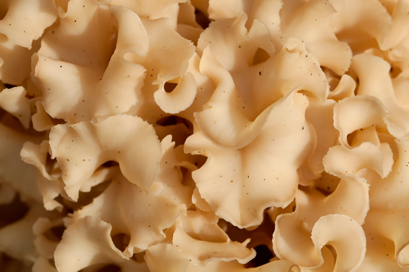 Grzyb kozia broda nazywany jest też leśnym kalafiorem, a niektórym przypomina makaron lasagne