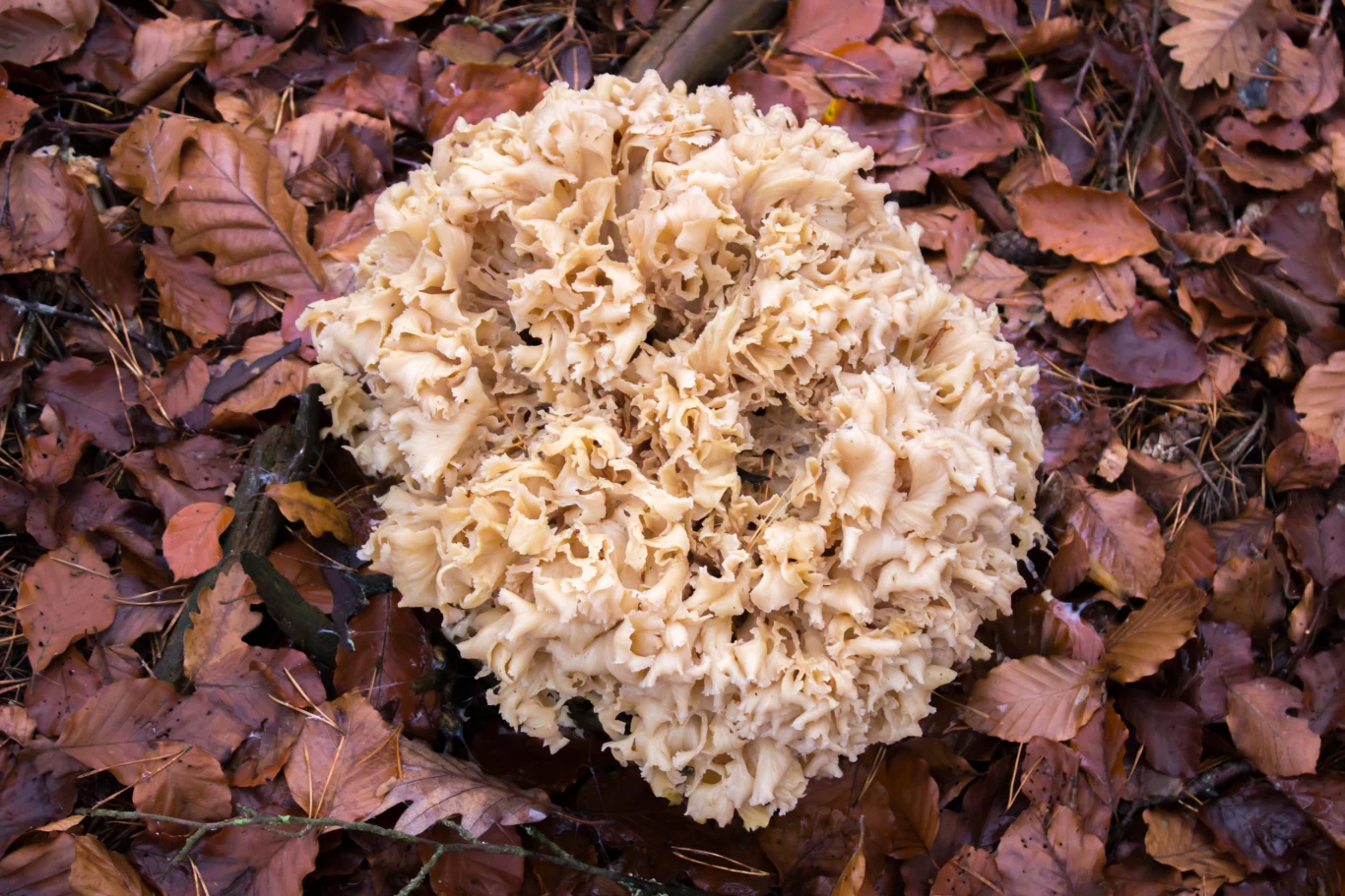 Grzyb kozia broda zawiera antyoksydanty i naturalne antybiotyki