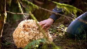 Wygląda jak gąbka, smakuje jak orzechy. Ten grzyb to Święty Graal grzybiarzy