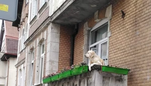 Słodki pies na balkonie doczekał się kilkuset recenzji na mapach Google