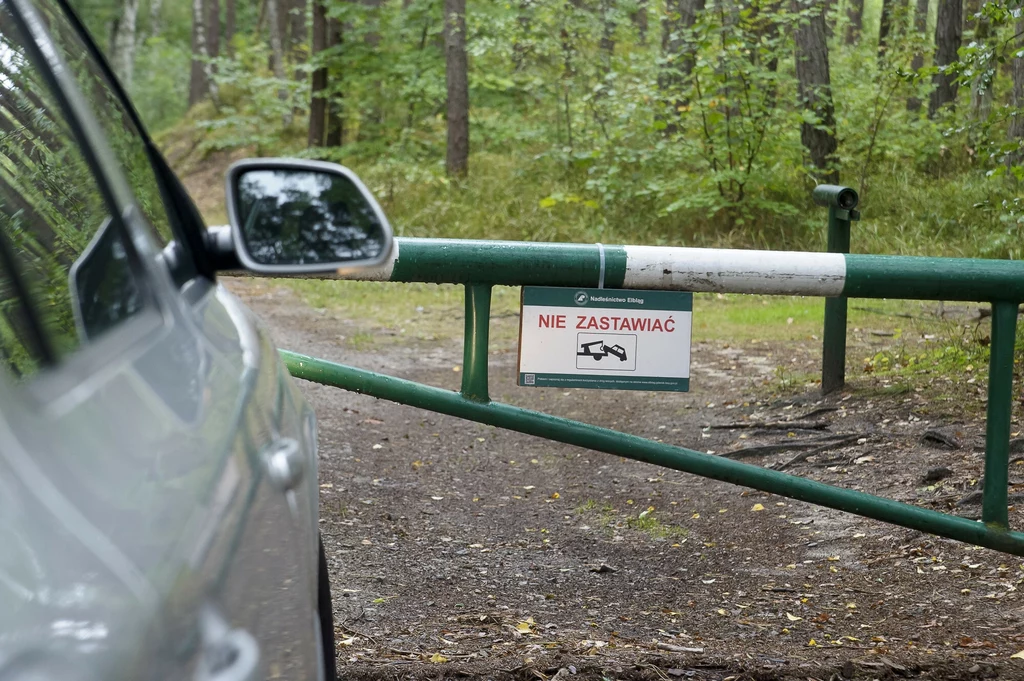 Czy można wjeżdżać samochodem do lasu