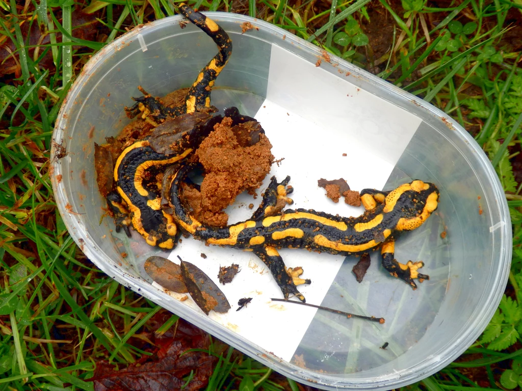 Eksperci przestrzegają przed dotykaniem salamandry plamistej