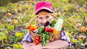 Deszcze utrudniły zbiory warzyw . Ceny jabłek w skupach wynoszą poniżej 20 gr za kilogram
