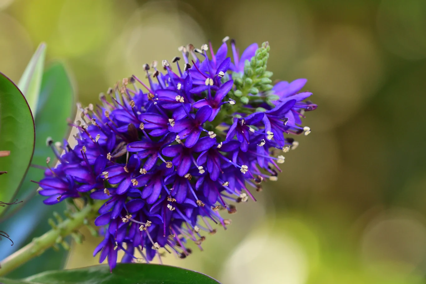Hebe to wspaniała ozdoba ogrodu