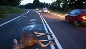 Lasy Państwowe ostrzegają kierowców: Mogą zginąć setki zwierząt! 