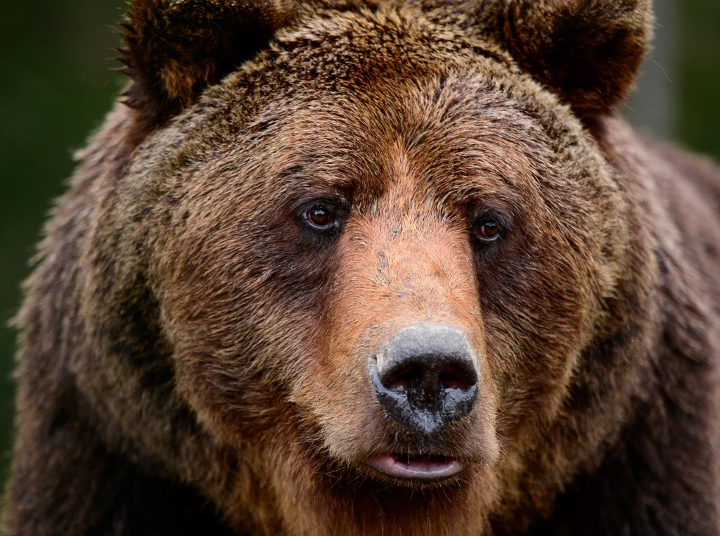 Niedźwiedzie stronią od ludzi, stąd tym bardziej zaskakujący jest wynik badania szwedzkich naukowców
