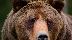 Zaskakujące odkrycie w niedźwiedziej paszczy