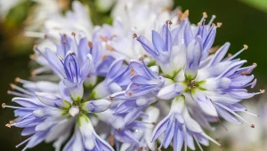 Nie masz ręki do hortensji? Ta roślina jest równie piękna, a łatwiejsza w uprawie