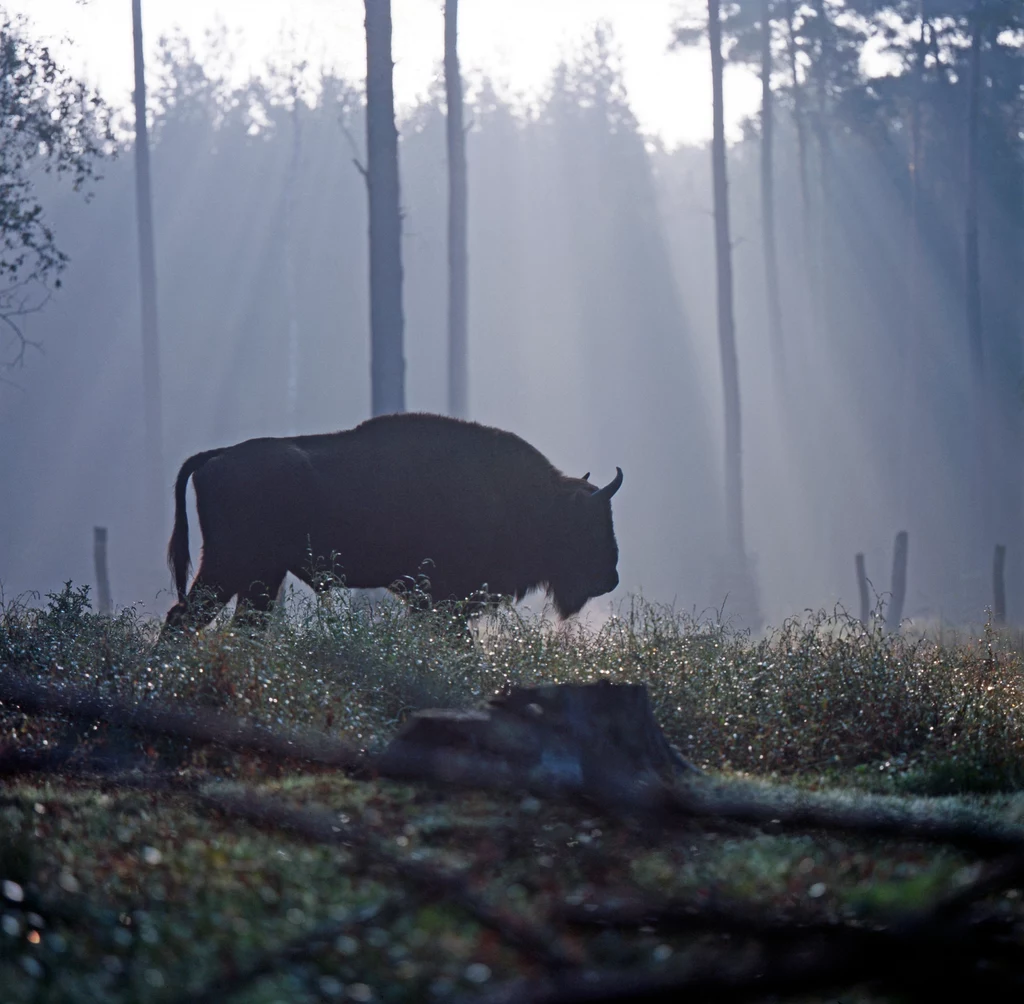 W pierwszej połowie XIX wieku jedyną naturalną ostoją żubra nizinnego była Puszcza Białowieska 