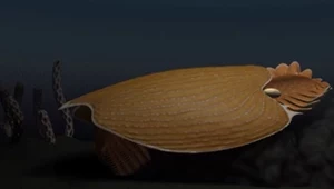 Megadrapieżnik z oceanu. Odkryto zwierzę sprzed pół miliarda lat