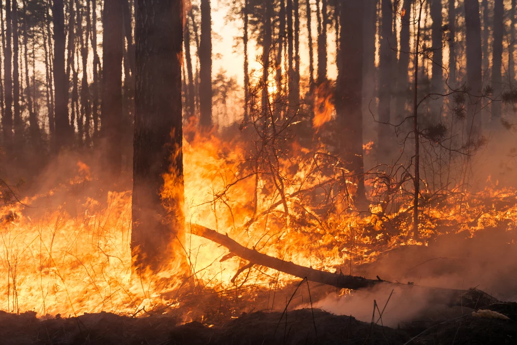 Eksperci twierdzą, że apogeum pożarów w Europie w tym roku jeszcze przed nami
