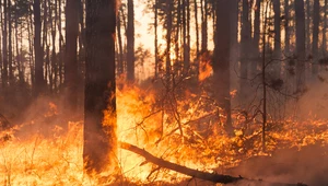 ​Globalne badanie wpływu pożarów lasów na śmiertelność