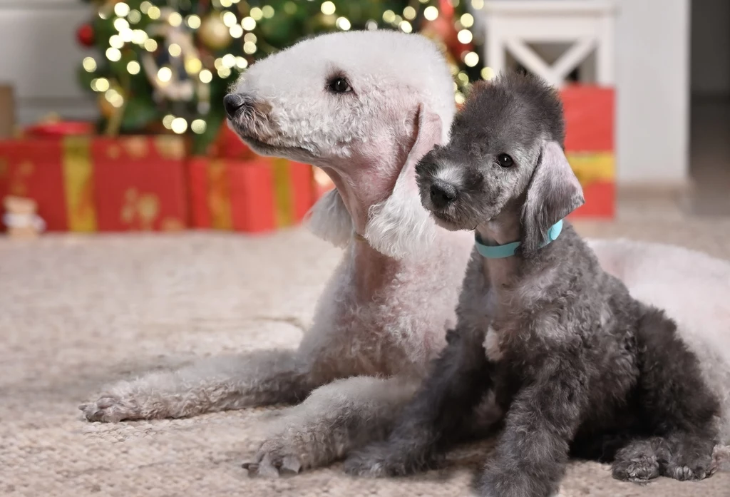 Bedlington terrier - ten duży pies z włosami niektórym przypomina owieczkę