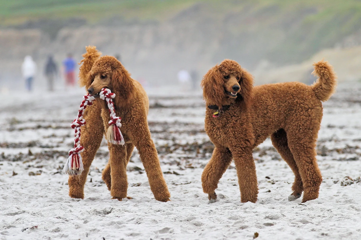 Pudle to psy, które mają włosy kędzierzawe 