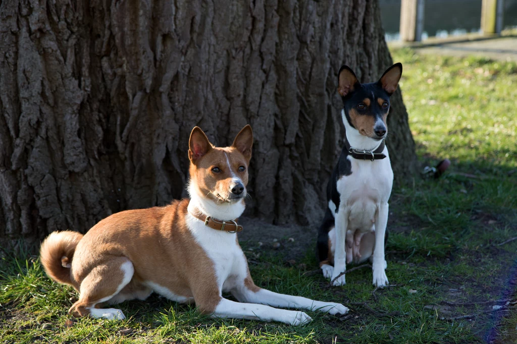 Basenji pies z włosami, który towarzyszył faraonom