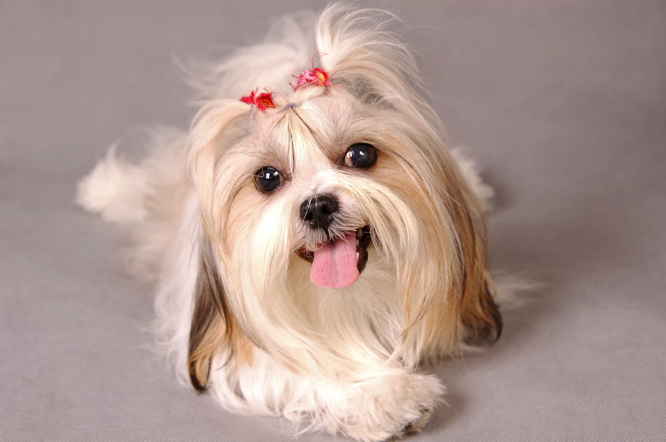 Aby nie czesać codziennie włosów shih tzu, można je mocno skrócić