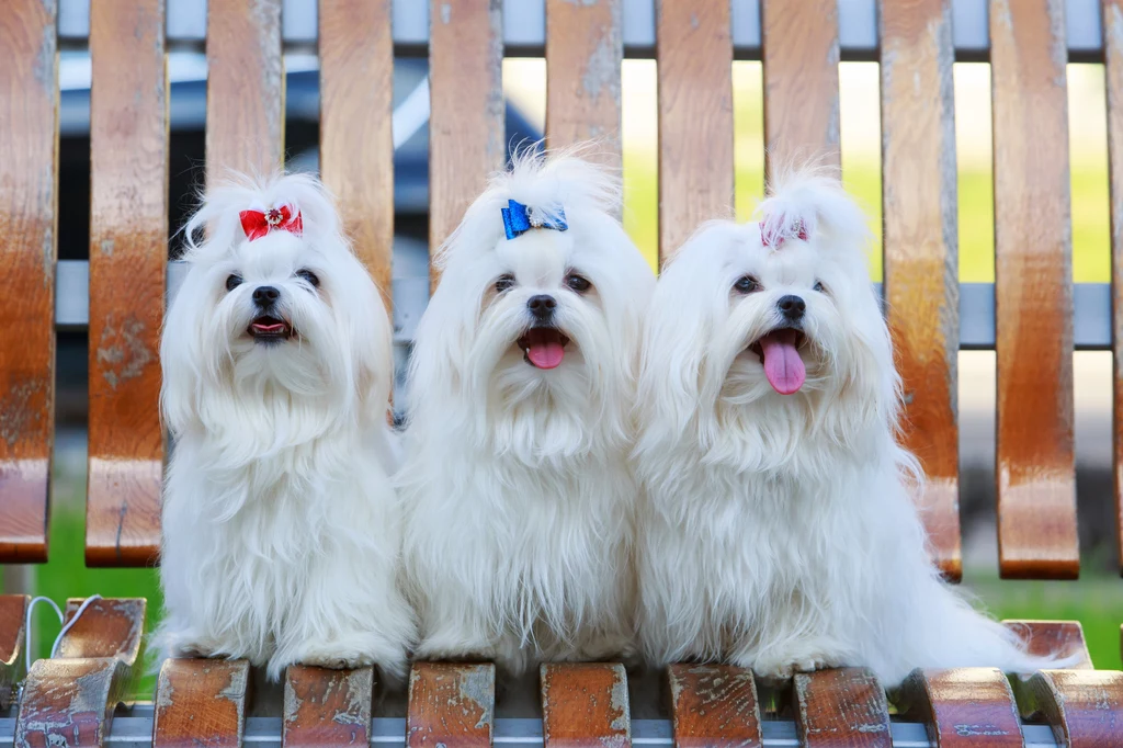 Psy z włosami: Dziewięć ras, które warto rozważyć