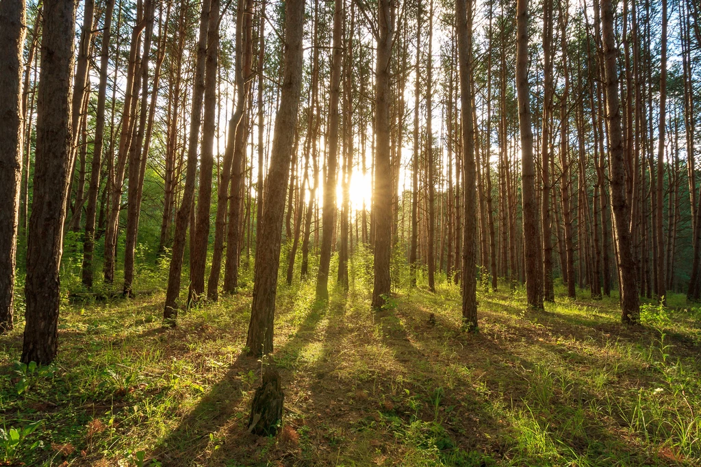 Kampania Lasów Państwowych zachęca do regularnych leśnych wycieczek 