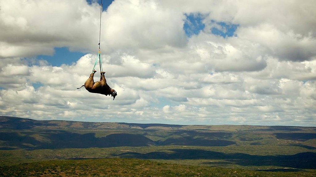 Dzięki badaniom, które nagrodzono tegorocznym IgNoblem, ratowane są duże zwierzęta zagrożone wyginięciem. Fot. WWF/Green Renaissance