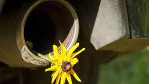 Polskę zaleje pól miliona tanich diesli 