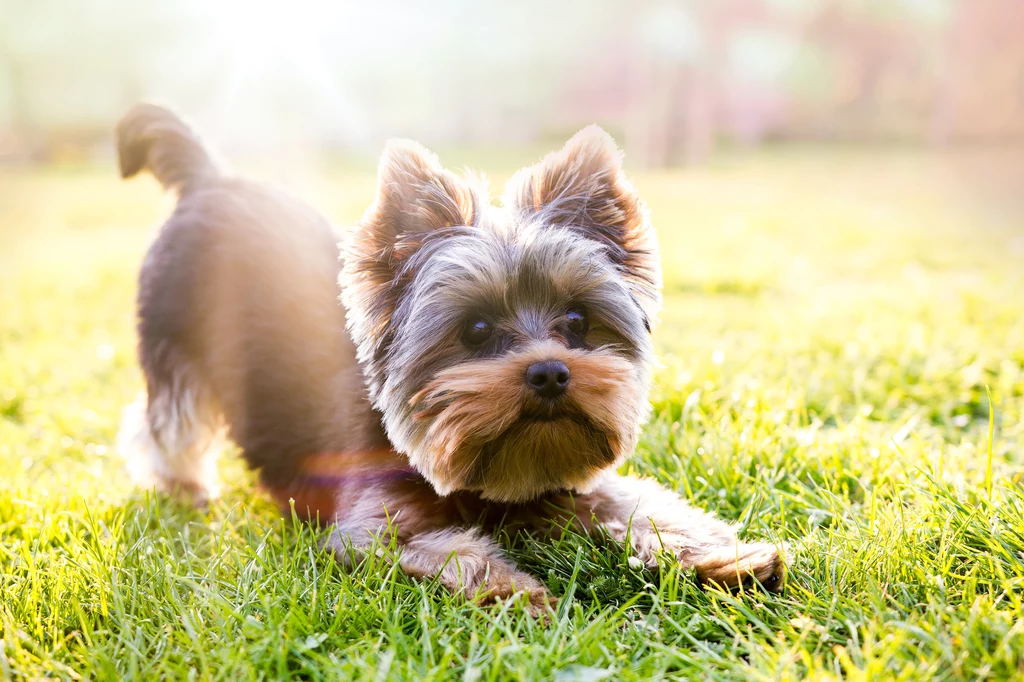 Yorkshire terrier: Leżenie na kanapie nie należy do jego ulubionych zajęć