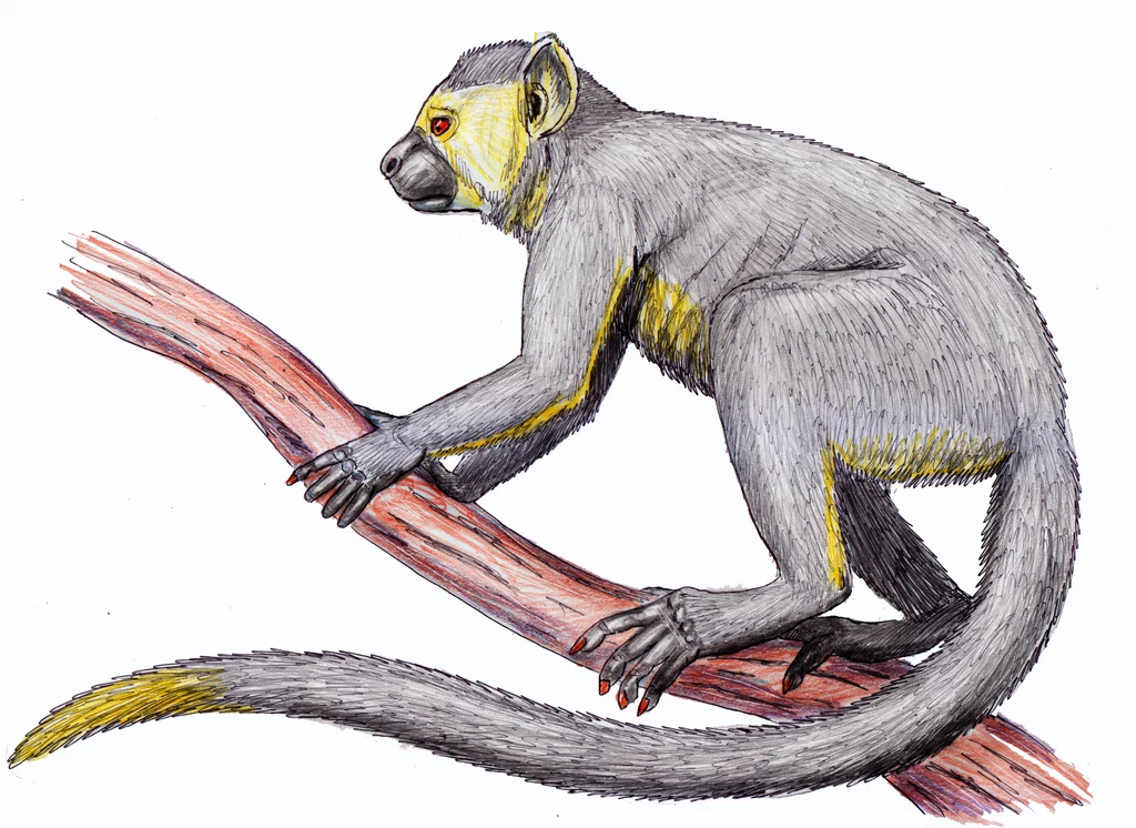 Rysunek przedstawiający Eosimias, rodzaj wymarłych ssaków naczelnych, żyjących około 45-40 mln lat temu. Uważane są za praprzodków małp wąskonosych