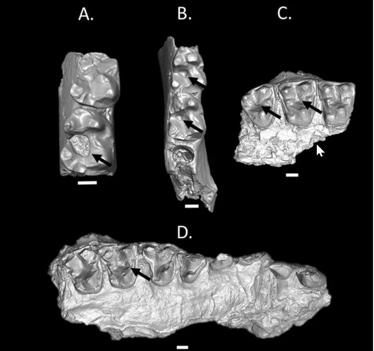 Rekonstrukcja objętych próchnicą zębów ssaków naczelnych sprzed 54 mln lat. 