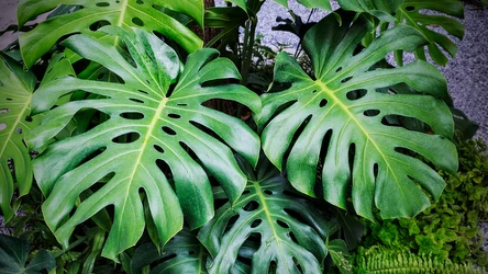 Monstera zacznie wypuszczać nowe liście i odzyska siły, jeśli zaczniesz podlewać ją tą domową odżywką