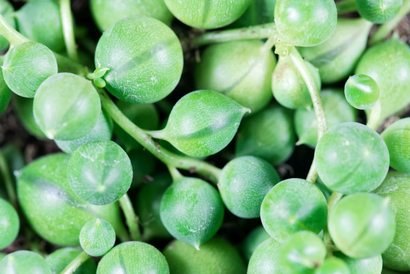 Starzec Rowleya to jedna z ciekawszych roślin 