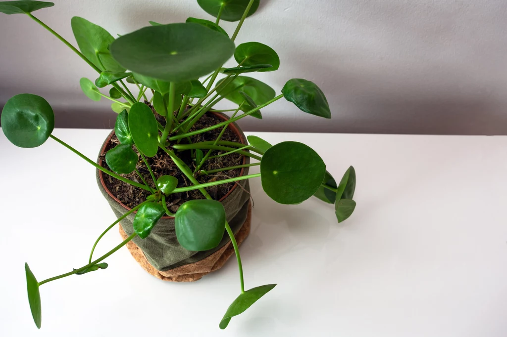 Pilea, czyli pieniążek, znów wraca do łask