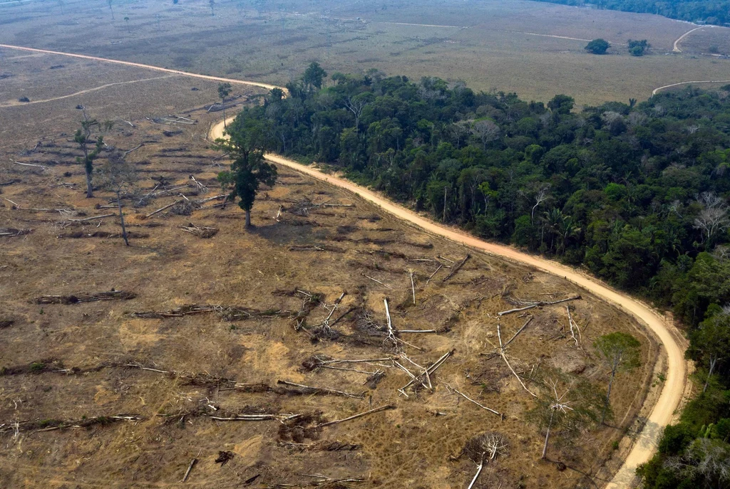 Najwyższy odsetek zagrożonych gatunków występuje jednak w tropikalnych regionach Afryki, szczególnie na Madagaskarze i Mauritiusie, gdzie zagrożonych jest odpowiednio 59 proc. i 57 proc. gatunków.  "Gatunki drzew, które ewoluowały przez miliony lat, dostosowując się do zmian klimatycznych, nie mogą przetrwać lawiny zagrożeń ze strony człowieka" – ostrzega w rapocie Vie.  W raporcie wyjaśniono, że ekosystemy leśne mogą załamać się, gdy zostaną poddane wielu zagrożeniom, takim jak pożary, wycinanie lasów i budowę siedlisk, które mogą "doprowadzić do nagłych zmian ekologicznych".  "Zmiana klimatu może stać się główną przyczyną załamania większości, jeśli nie wszystkich, ekosystemów leśnych" – napisał w raporcie Adrian Newton z Bournemouth University.