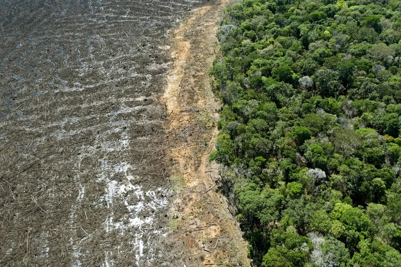 Według naukowców Amazonia jest kluczowa w walce ze zmianami klimatu, bo pochłania i magazynuje szkodliwy dla atmosfery dwutlenk węgla. Na terytorium Brazylii znajduje się aż 60 proc. wszystkich lasów deszczowych na świecie. "Nie wiadomo co się stanie w 2021 r., ale to może być czwarty z rzędu rekordowy rok pod względem wylesiania" - napisało Climate Observatory.  