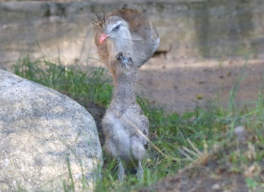 Kariamie czerwononogie. Źródło: ZOO Gdańsk 